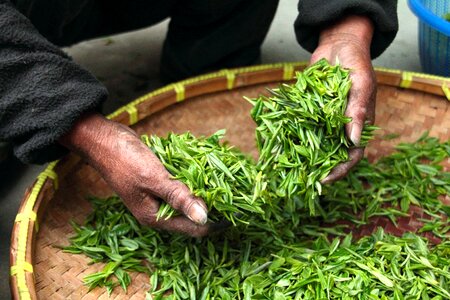 Green leaves drying