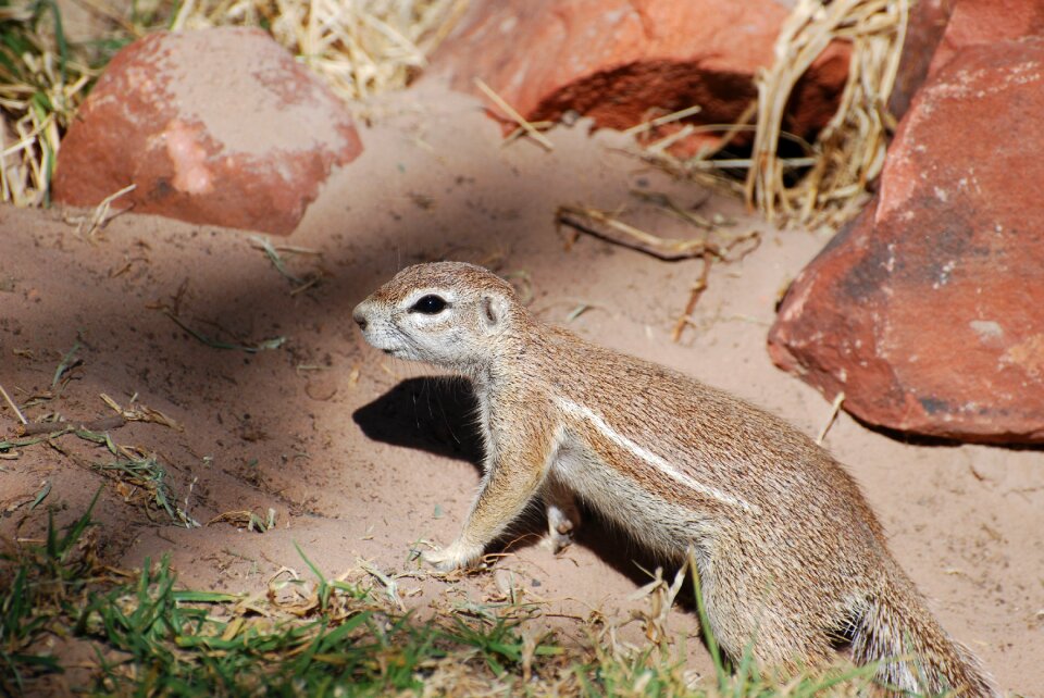 Rodent squirrel animal
