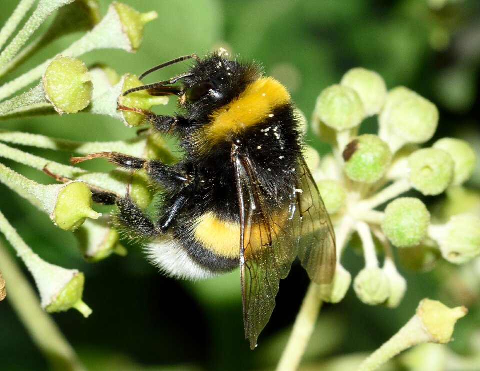 Bombus terrestris macro