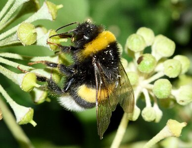 Bombus terrestris macro photo