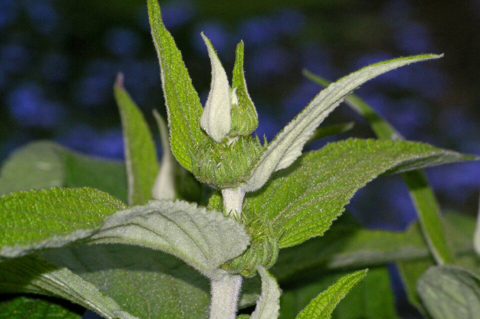 Plant stalk green