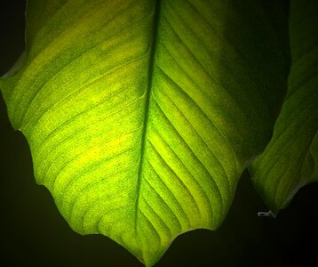 Plant the accuracy of the the details of the
