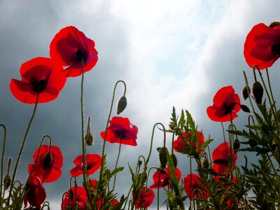 Red poppy flower red poppy