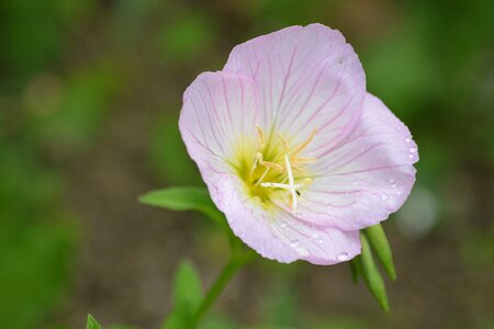 Wild flowers white garden photo