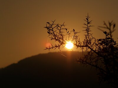 Plant branch glow