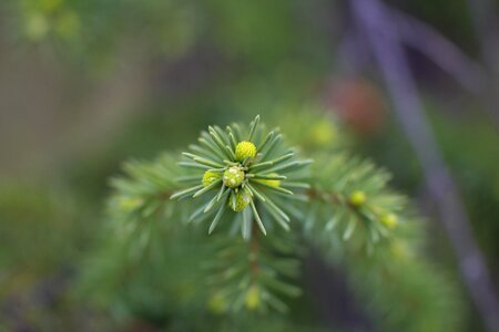 Shoots branch needles