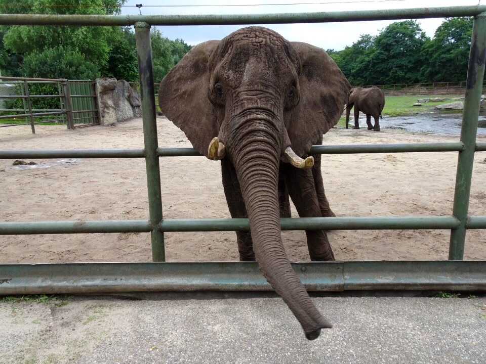 Elephant boy africa pachyderm