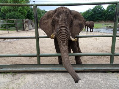 Elephant boy africa pachyderm photo