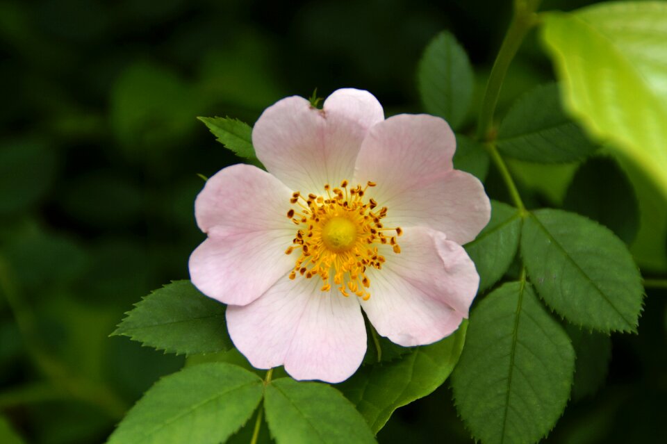 Blossom bloom bush