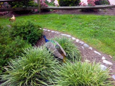 Peacock Hiding
