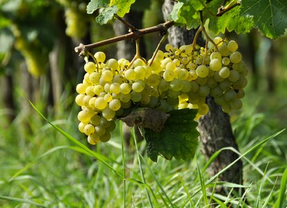 Vineyard vintage autumn