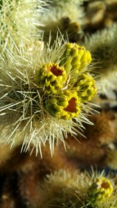 Thorn nature desert