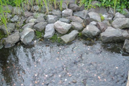 Penny River