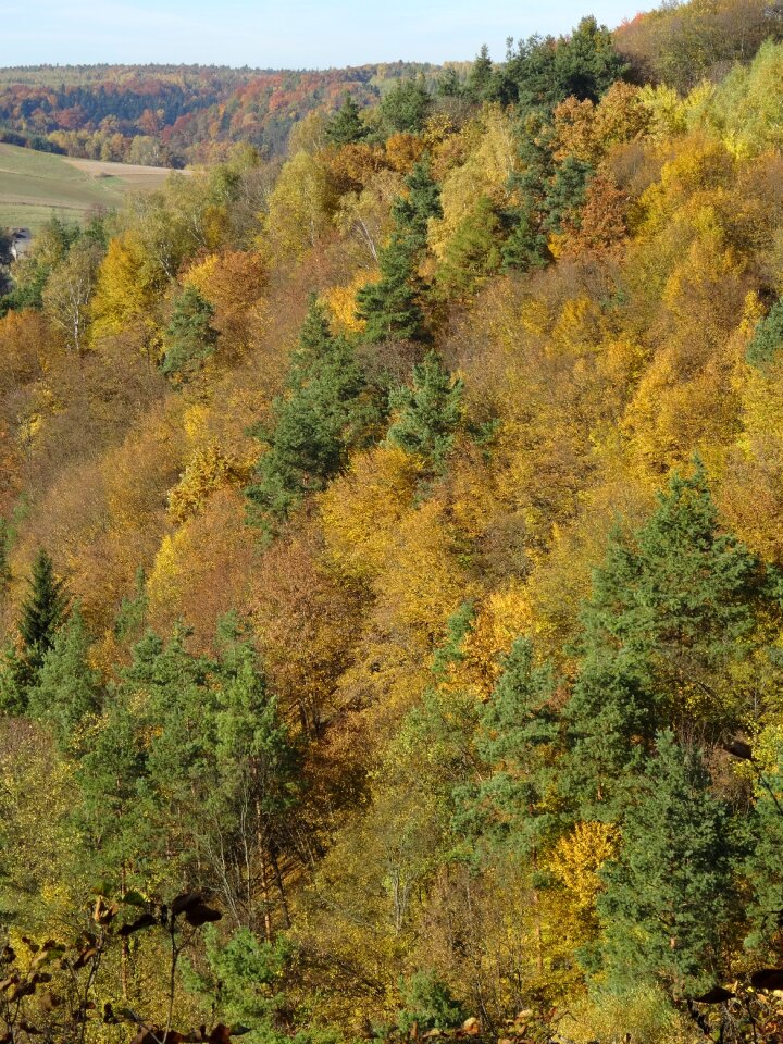 Landscape autumn tree
