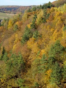 Landscape autumn tree