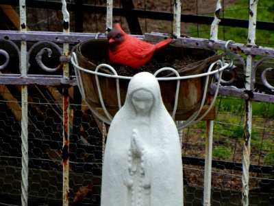 Mary in the Garden