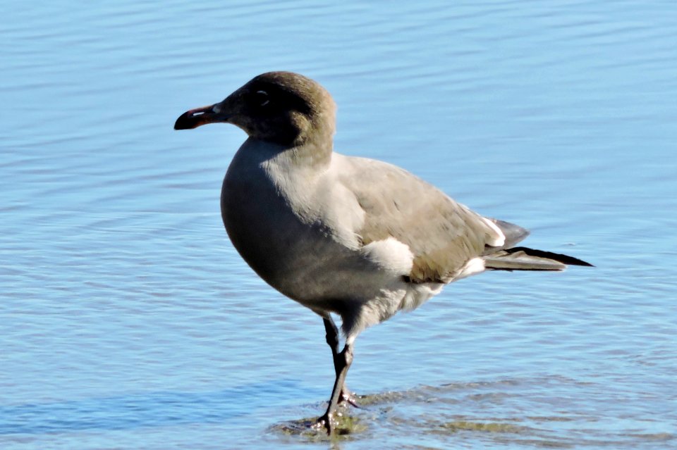 Heerman's Gull at Shorttail Gulch Beach