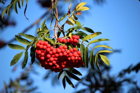 Sky autumn fruits