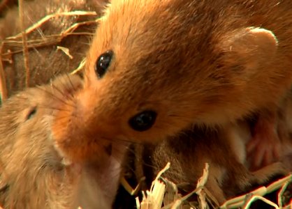 Mouse feeding its young