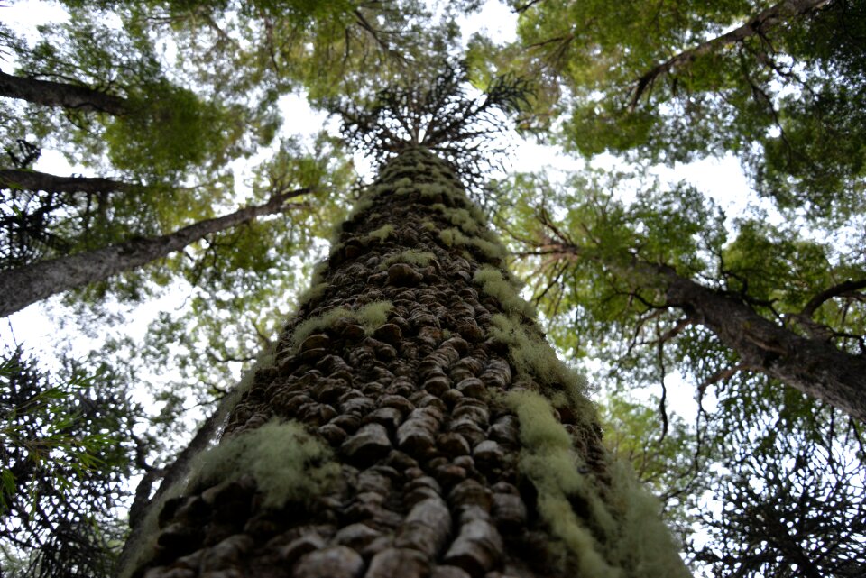 Conguillío national park araucaria araucana vertical