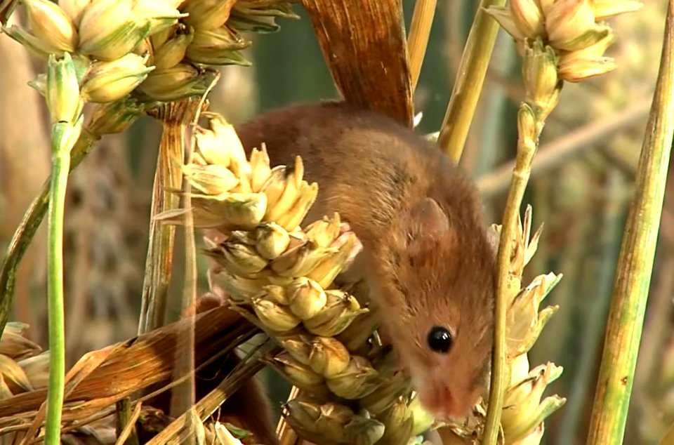 Eurasian Harvest Mice
