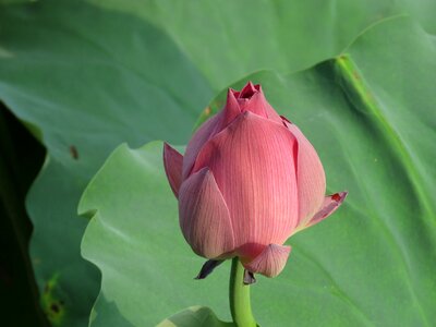 Water plant pond nature