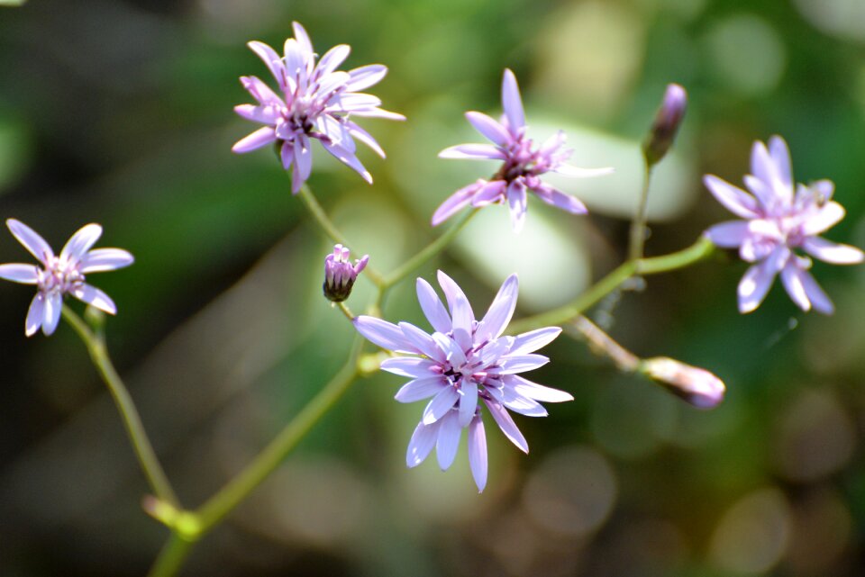 Nature flowers spring