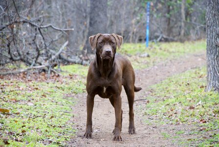 Lab animal pet photo