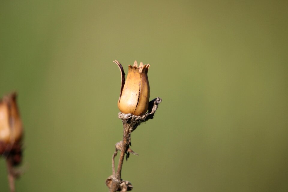 Trockenblume poppy-capsules autumn