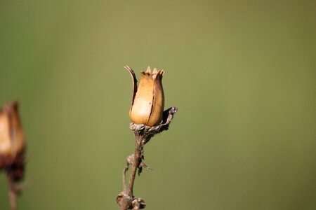 Trockenblume poppy-capsules autumn