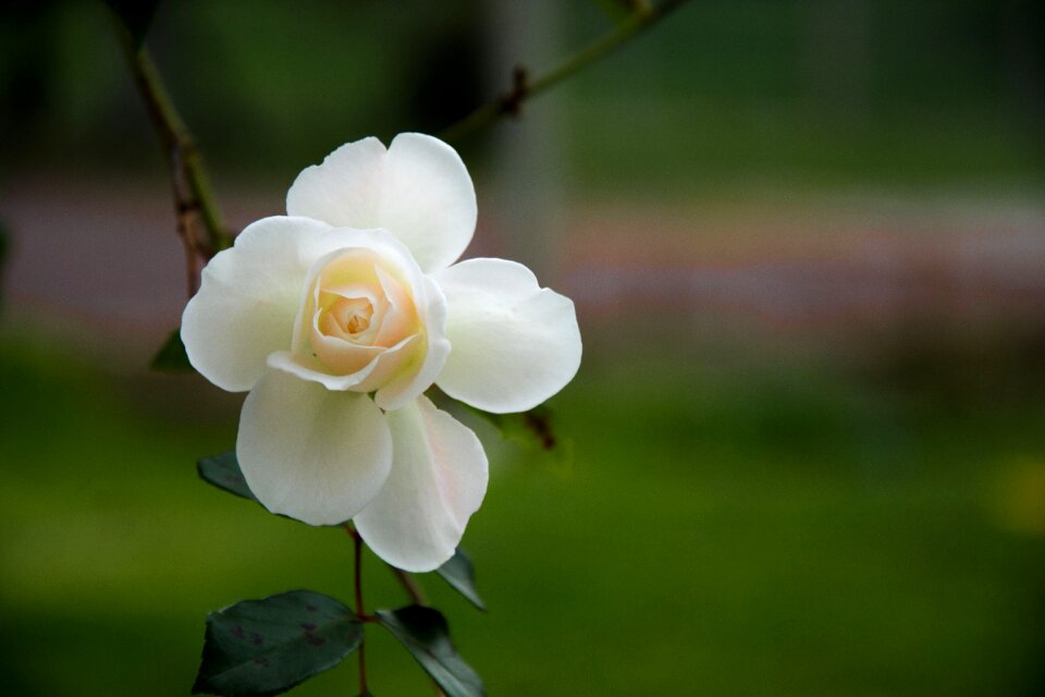 Pink flowers white nature
