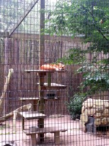 Sleeping Red Fox
