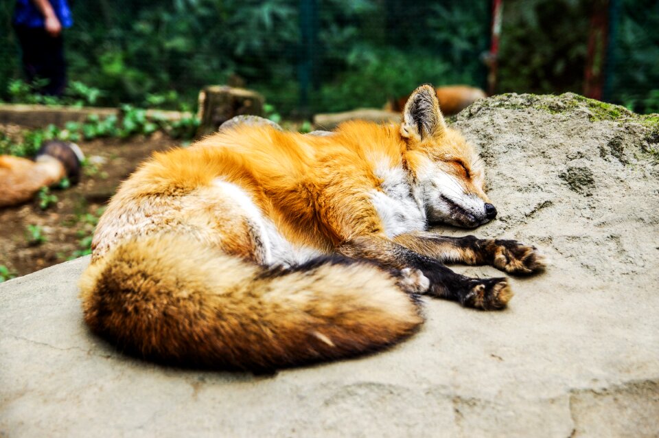 Sleep sleeping cute