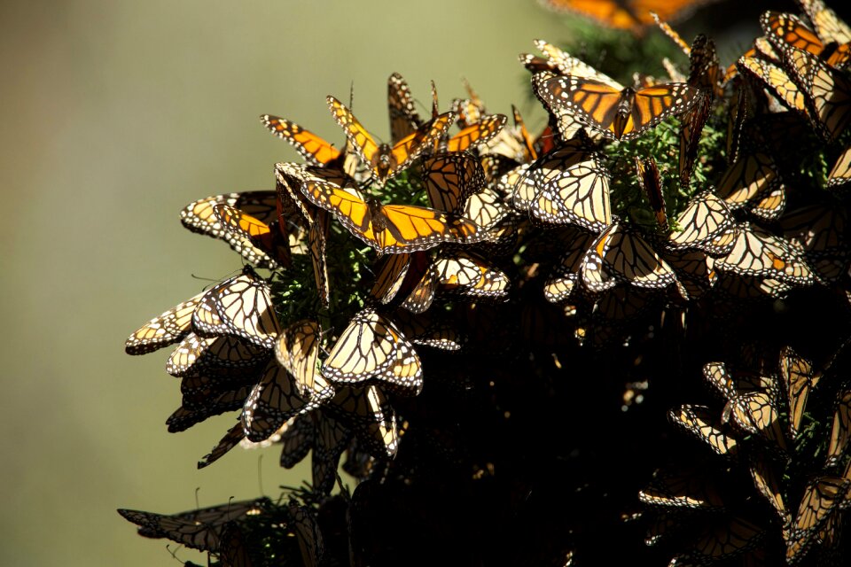 Insects colorful migration