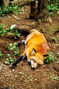 Sleep sleeping cute