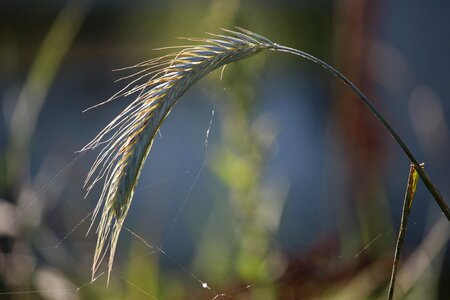 Cereals grain plant
