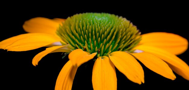 Pano echinacea flower