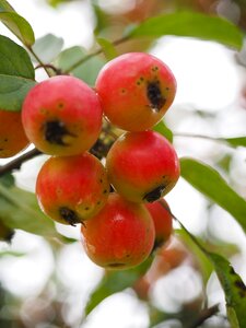 Ornamental tree ornamental fruit malus