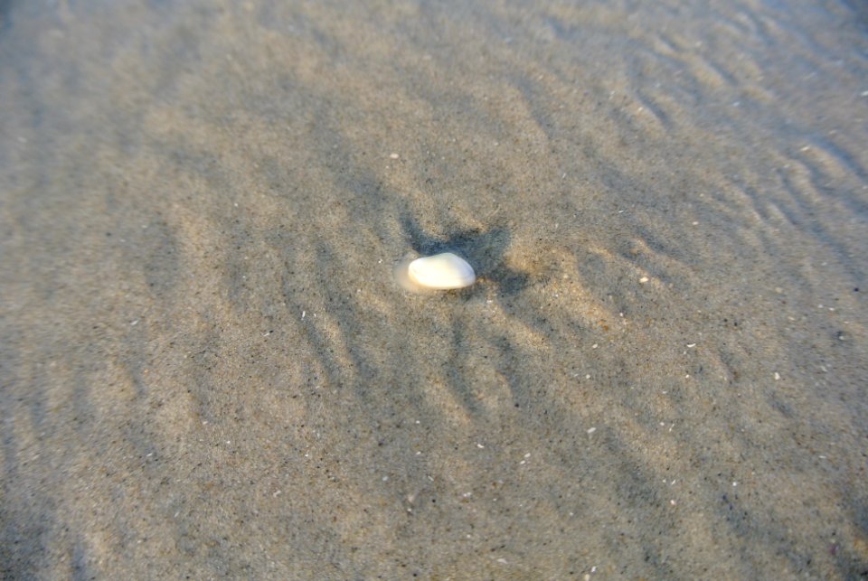 Small Clam