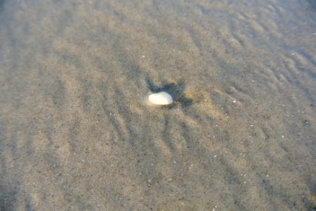 Small Clam photo