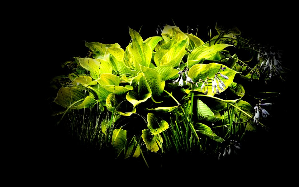 background, wallpaper, hintergrundbild (free)
