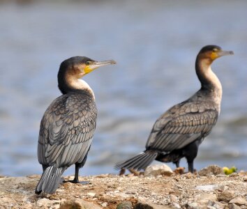 Bird water nature photo