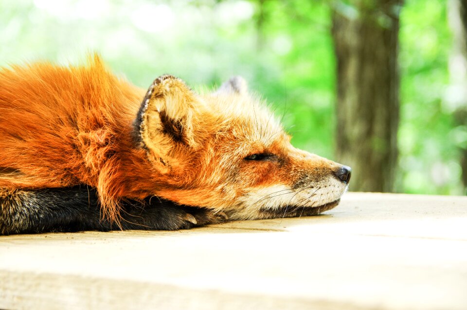 Sleep sleeping cute