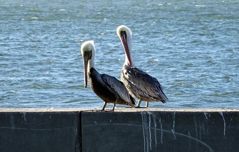 Pelecanus pelecanus occidentalis bay photo