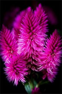 Celosia venezuela macro close photo