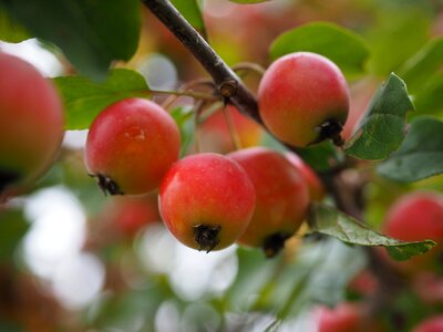 Ornamental tree ornamental fruit malus