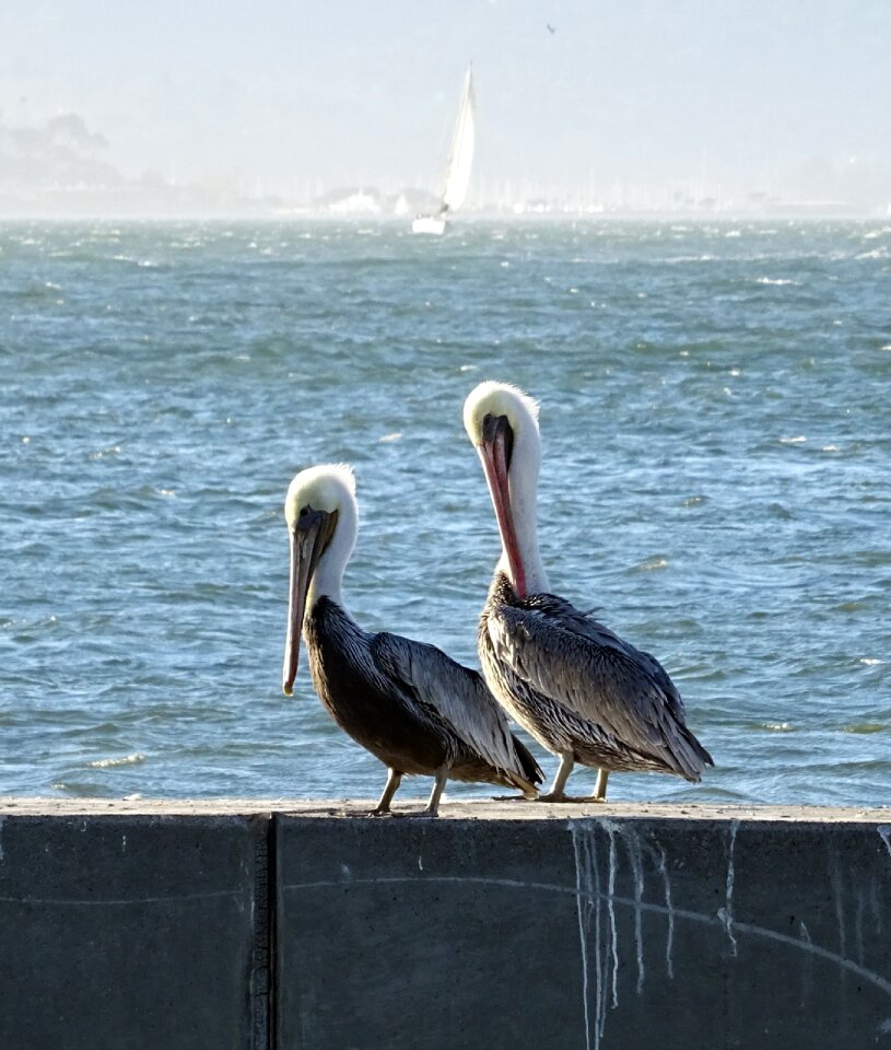 Pelecanus pelecanus occidentalis bay