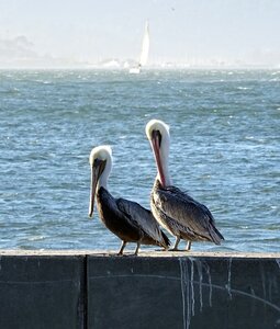 Pelecanus pelecanus occidentalis bay photo