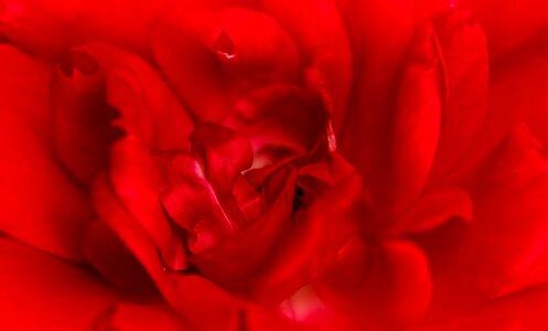 Love valentine red rose photo