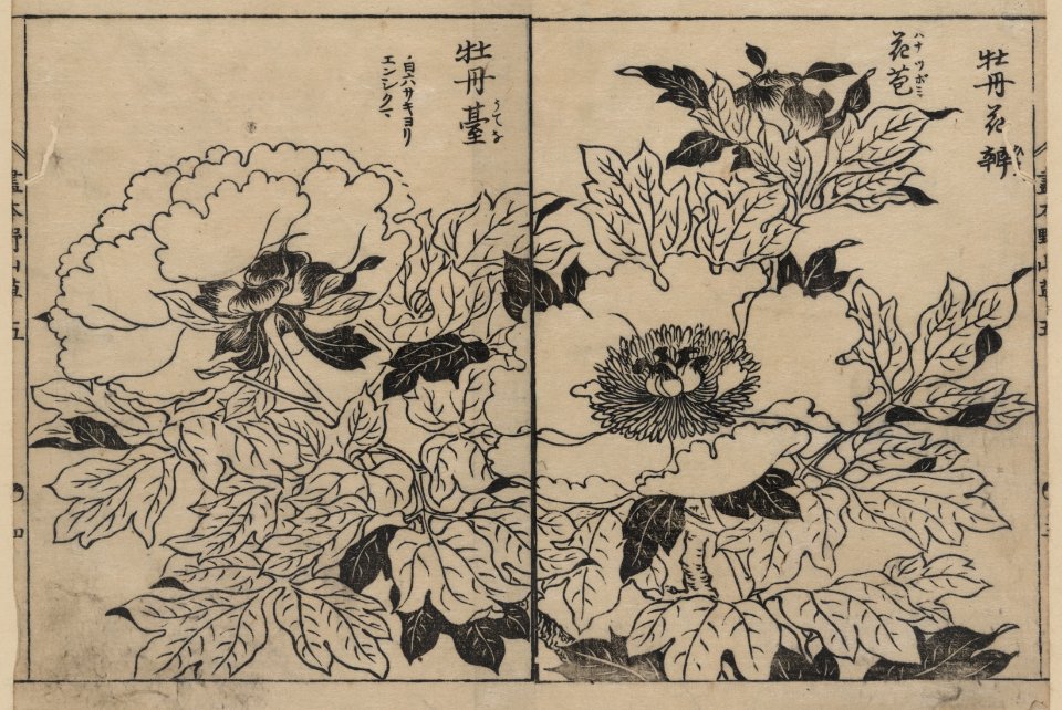 Peony blossoms